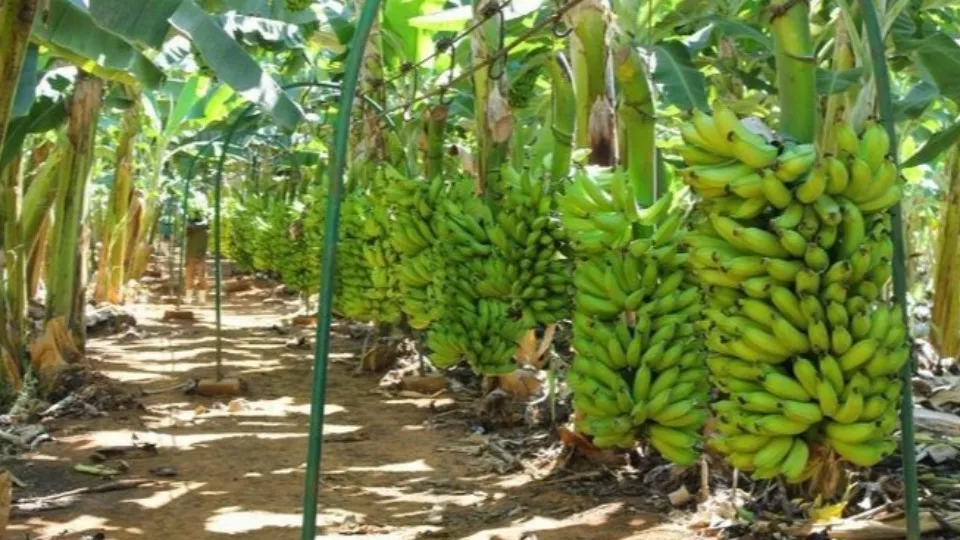 Porto Velho se destaca entre os maiores produtores de Rondônia e leva força do campo à Agrotec 2026