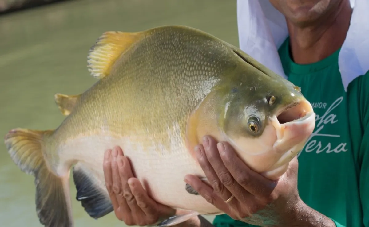 Tambaqui entra na lista de espécies ameaçadas de extinção e pesca pode ser proibida.